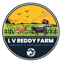 Lv Reddy
