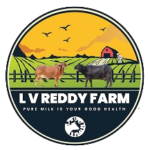 Lv Reddy