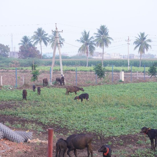 WhatsApp Image 2025-08-04 at 12.45.14