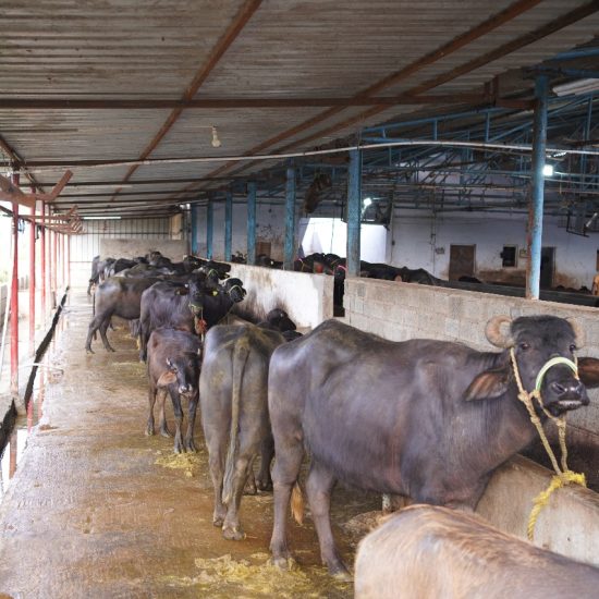 WhatsApp Image 2025-08-04 at 12.45.15