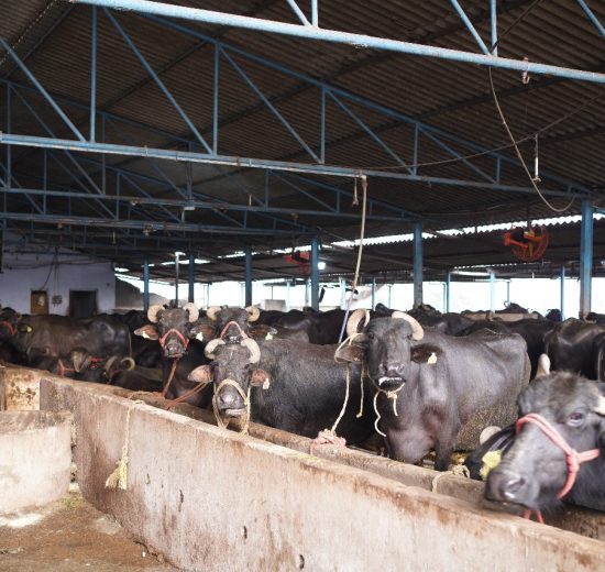 WhatsApp Image 2025-08-04 at 12.45.16